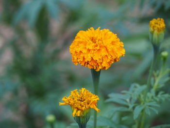 Close-up of yellow flowers blooming outdoors