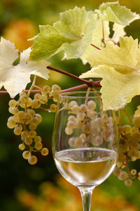 Close-up of wineglass on plant