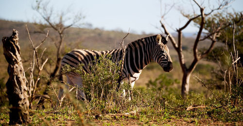 Zebras standing in field