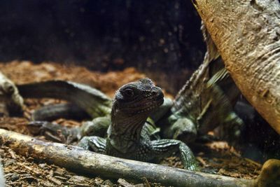 Close-up of lizard on rock