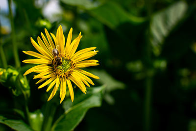 Close-up of bee pollinating on yellow flower