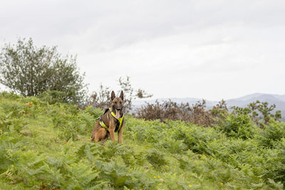 Belgian shepherd malinois with reflective harness for a walk in the bush