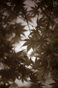 Low angle view of tree branches