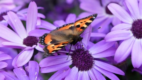 Close-up of butterfly on purple flowers