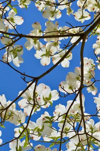 Low angle view of white flowering tree against sky