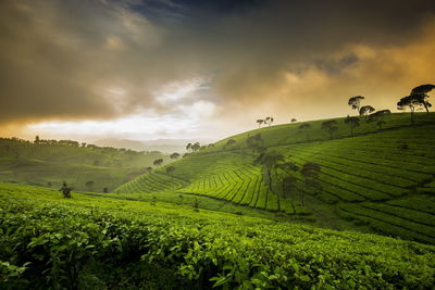 Scenic view of rice field against sky