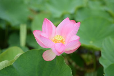 Close-up of water lily