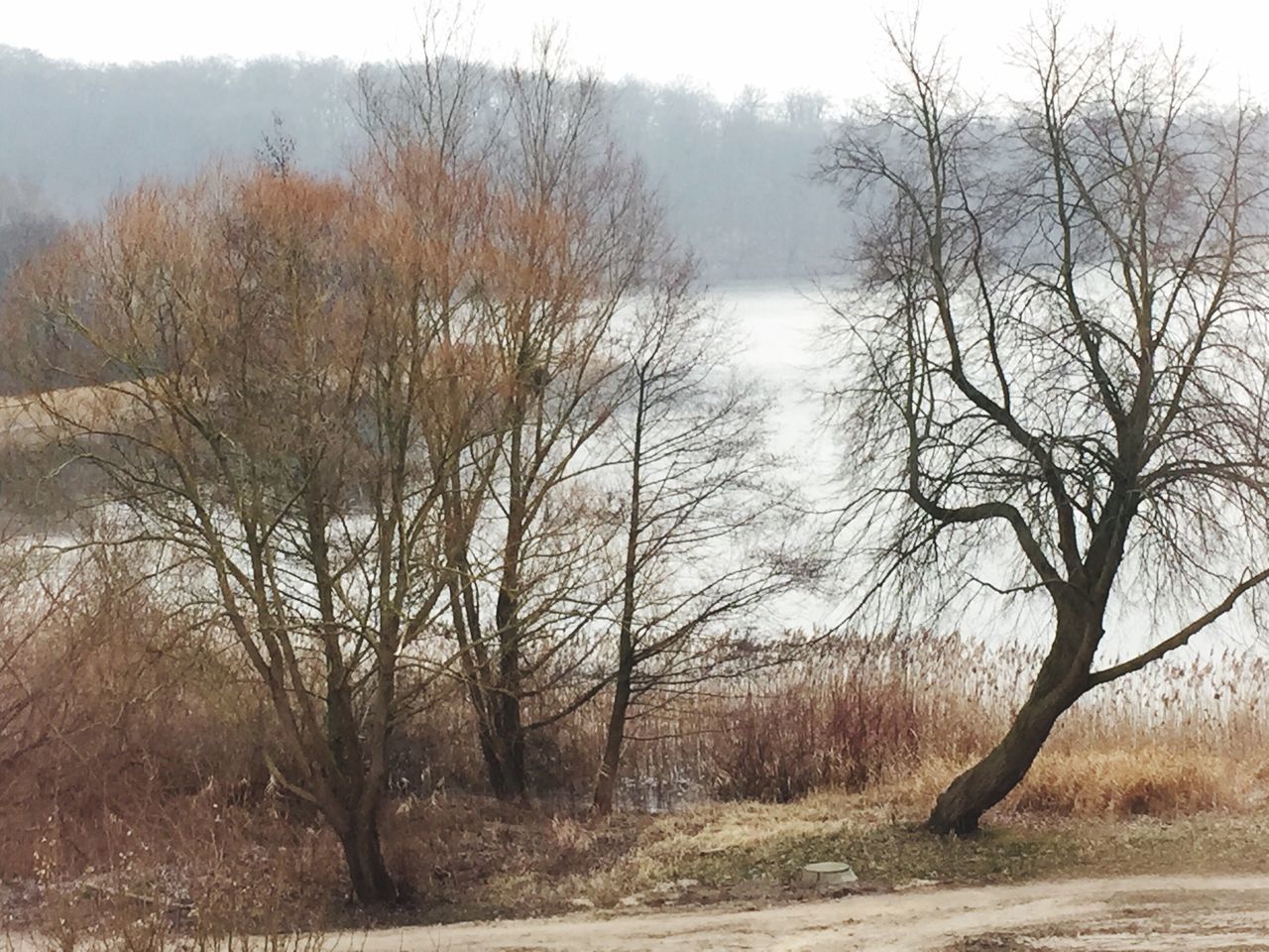 tree, bare tree, tranquil scene, tranquility, scenics, beauty in nature, nature, landscape, winter, branch, non-urban scene, forest, snow, cold temperature, lake, sky, fog, season, weather, woodland