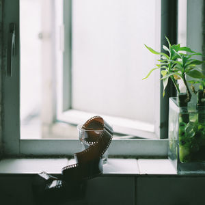 Potted plants on window sill