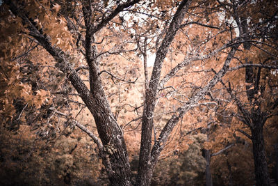 Close-up of trees in forest