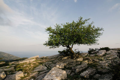 Tree on rock against sky
