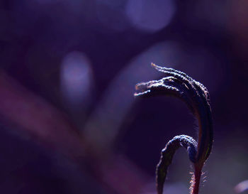 Close-up of water drops on plant against blurred background