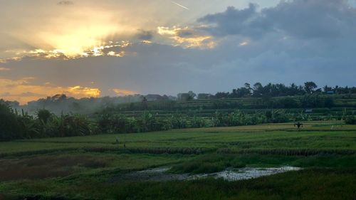 Scenic view of agricultural field against sky during sunset