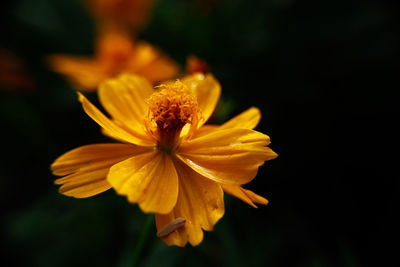 Close-up of yellow flower blooming outdoors