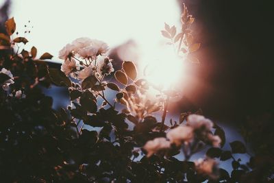 Low angle view of flower against sky