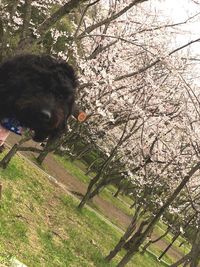 Low angle view of dog against sky