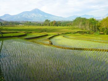 Scenic view of agricultural field against sky