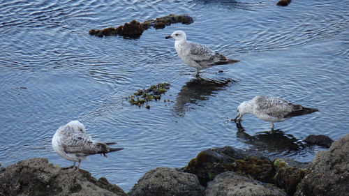 High angle view of seagull on rock at lake