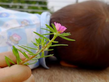 Close-up of pink flower on table
