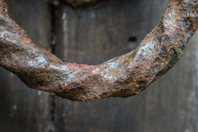 Close-up of rusty metal on tree trunk