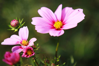 Cosmos flowers blooming in the garden