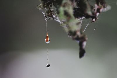 Close-up of water drops on spider web