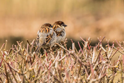 Close-up of bird perching on plant