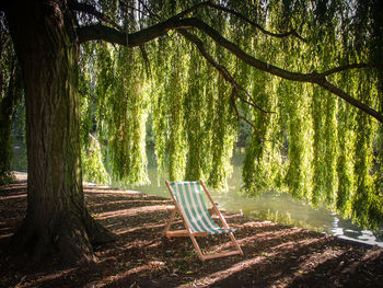 Empty chair amidst trees in forest