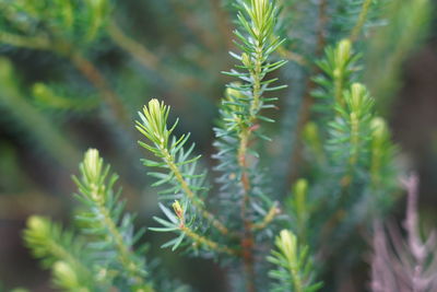 Close-up of pine tree