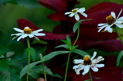 Close-up of flowers blooming outdoors