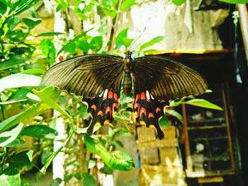 Close-up of butterfly on plant