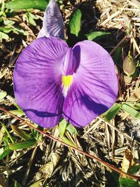 Close-up of purple crocus blooming outdoors