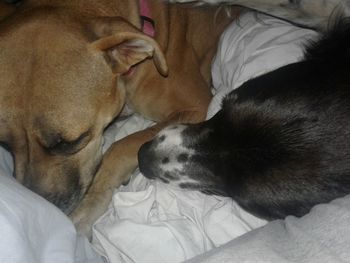 Close-up of dog relaxing on bed at home