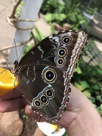 Close-up of butterfly on hand
