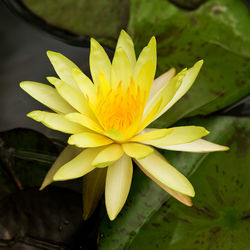 Close-up of yellow water lily