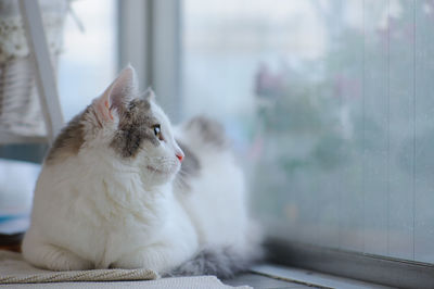 Close-up of cat at home