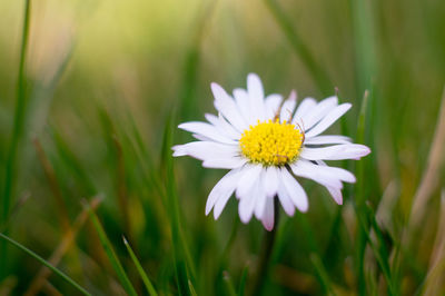 Close-up of white flower blooming outdoors