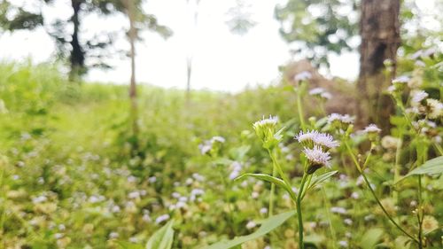 White flowering plants on field