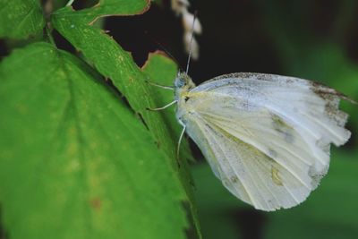 Close-up of butterfly on plant