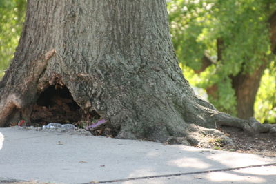 Close-up of tree trunk