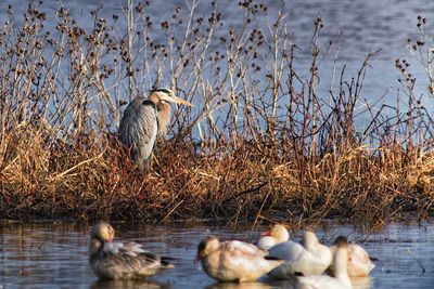 Flock of birds perching on lakeshore