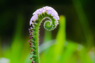 Close-up of fern on green plant