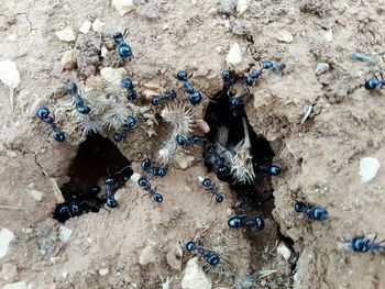 High angle view of bee on ground