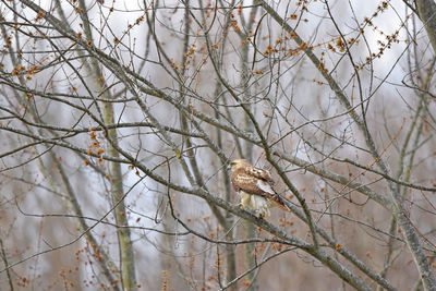 Hawk perching in tree