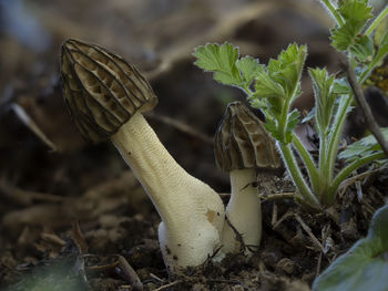 Close-up of lizard on land