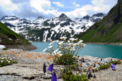 Close-up of flowers by sea against mountains
