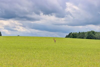 Scenic view of grassy field against sky