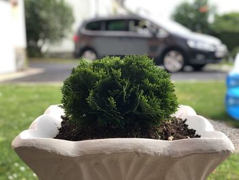 Close-up of potted plant