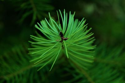 Close-up of insect on leaf