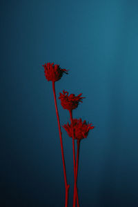 Close-up of red flower